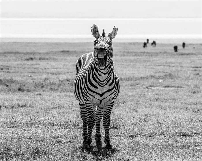 A zebra facing the camera with its mouth wide open, black and white, Tanzania