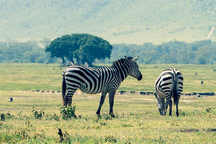 Two zebras grazing in front of a lone flat-topped tree, Ngorongoro, Tanzania