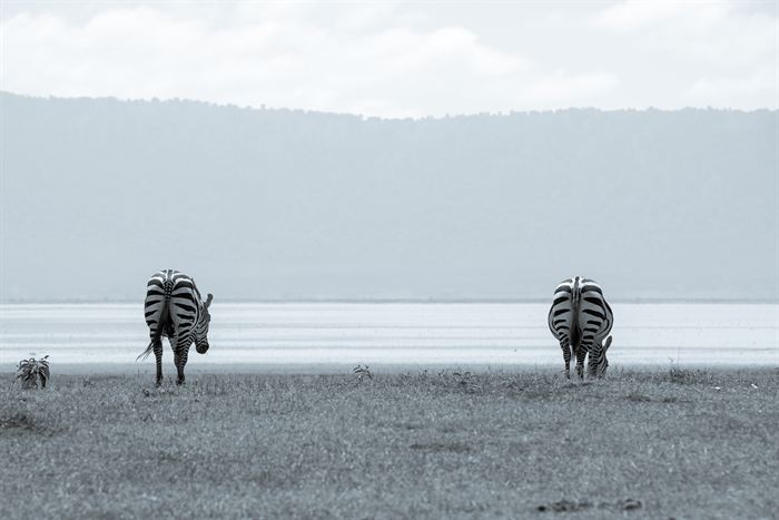 Two zebras grazing at the edge of a pale lake below a hazy crater wall, Tanzania