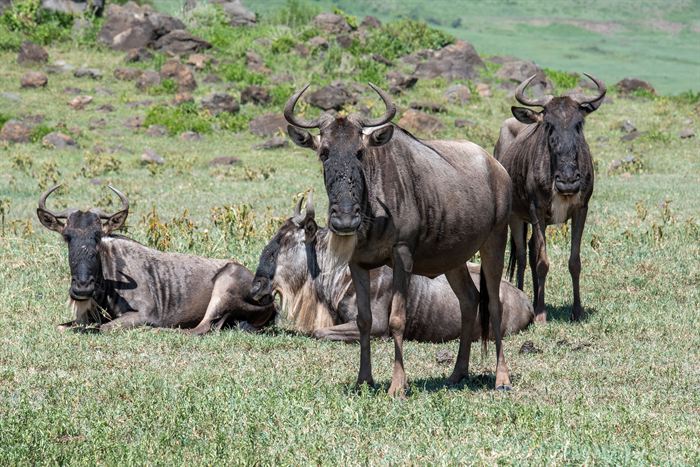 A small group of wildebeest resting and standing among rocks, Tanzania
