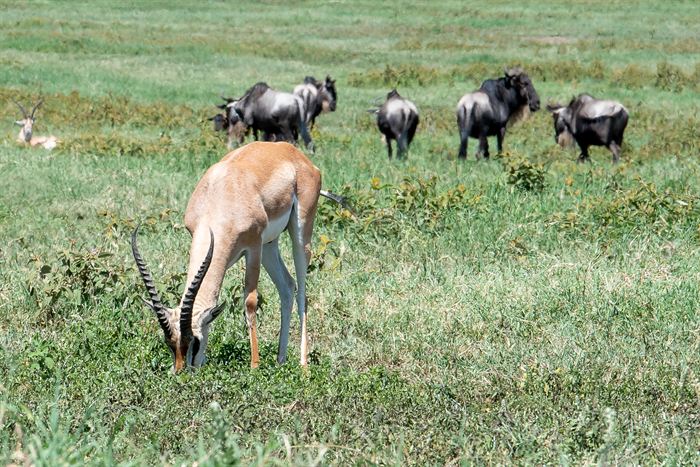 A Thomson gazelle grazing with wildebeest in the background, Tanzania