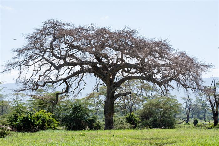 A large bare acacia standing alone above green scrub, Tanzania